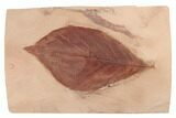 Red Fossil Hickory Leaf (Carya) - Montana #188964-1